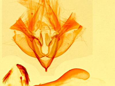 genitalia view of adult Pseudeustrotia indeterminata