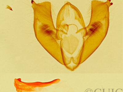 genitalia view of adult Maliattha concinnimacula