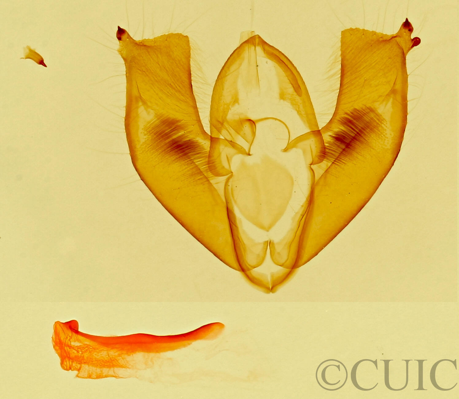 genitalia view of adult Maliattha concinnimacula