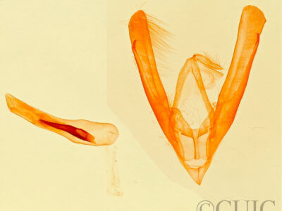 genitalia view of adult Neustrotia  sugii