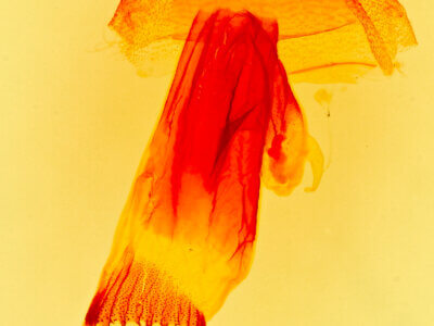 genitalia view of adult Bleptina caradrinalis