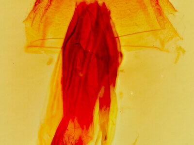 genitalia view of adult Bleptina caradrinalis