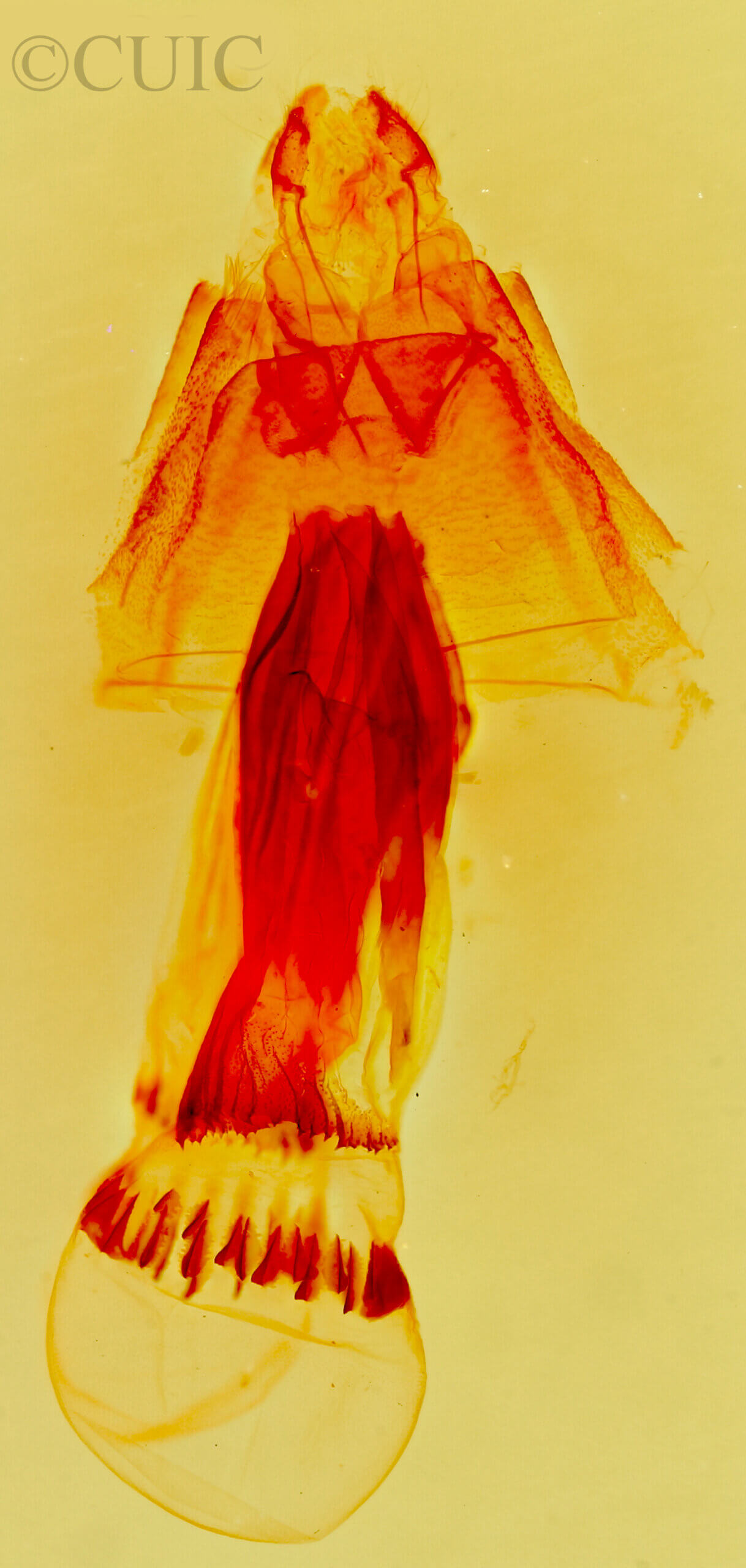 genitalia view of adult Bleptina caradrinalis