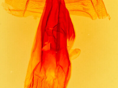 genitalia view of adult Bleptina caradrinalis