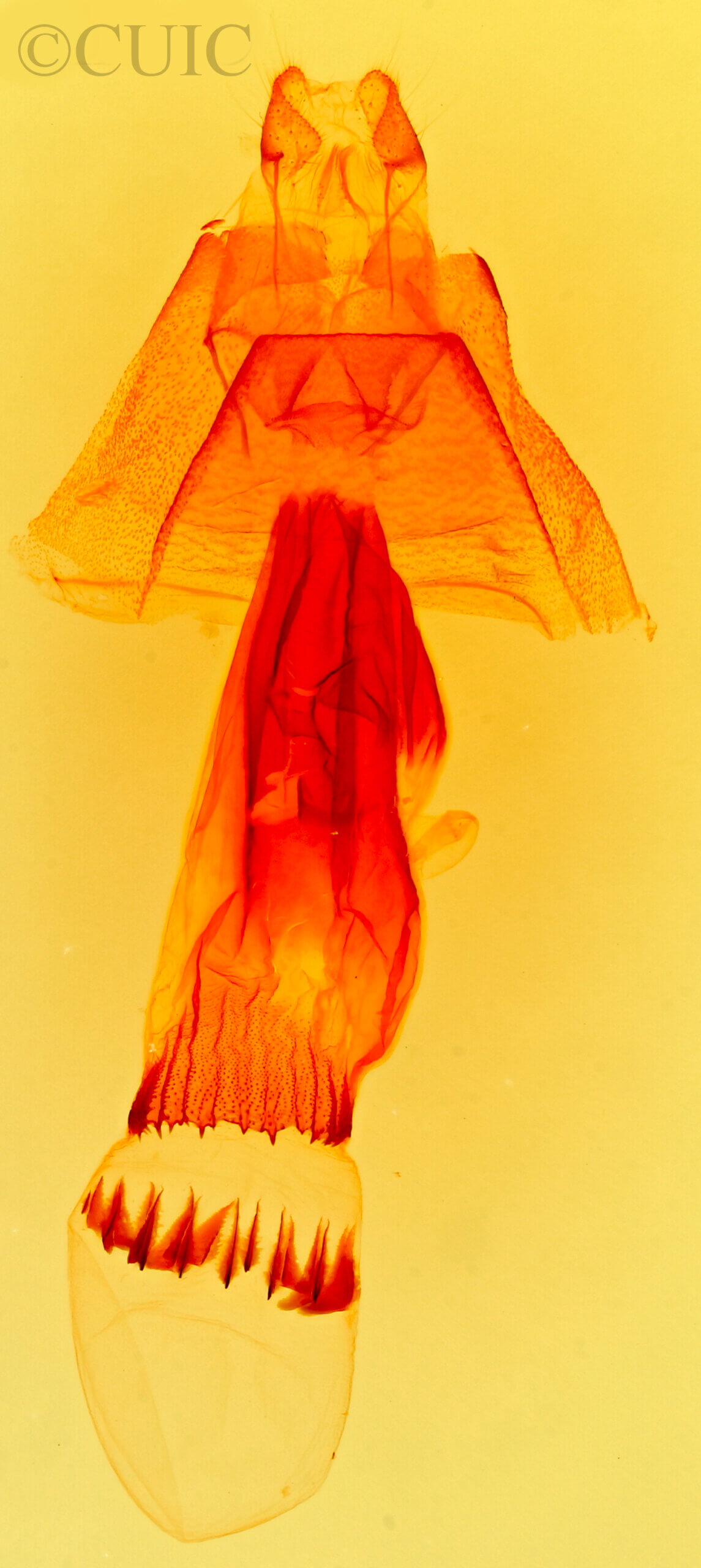 genitalia view of adult Bleptina caradrinalis