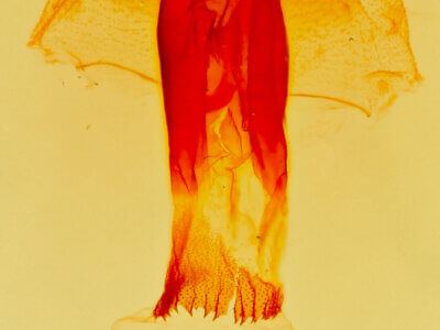 genitalia view of adult Bleptina caradrinalis