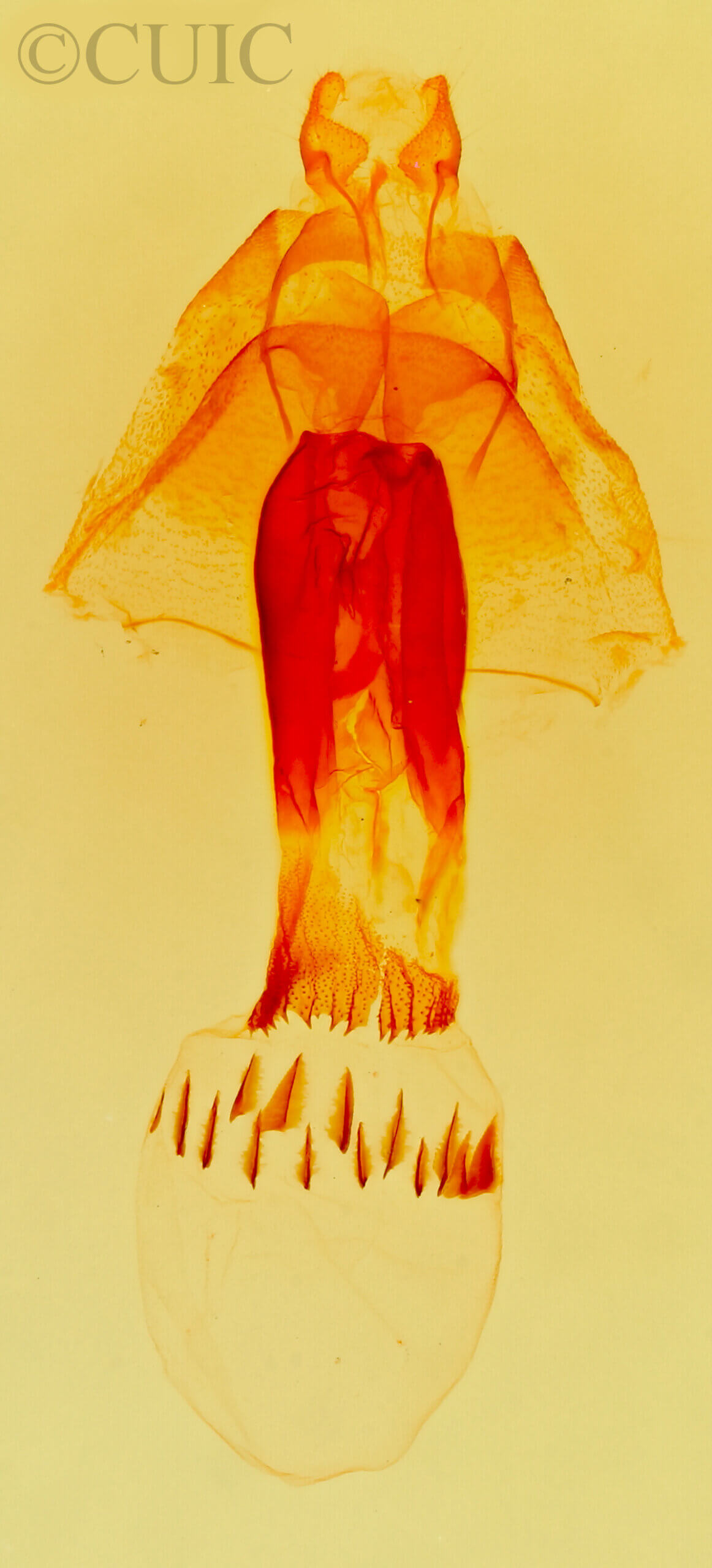 genitalia view of adult Bleptina caradrinalis