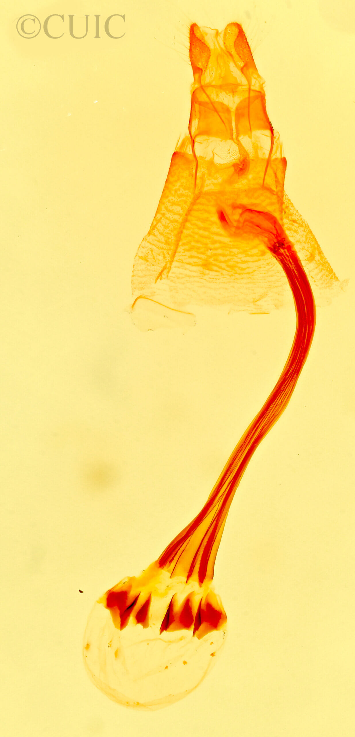 genitalia view of adult Bleptina inferior