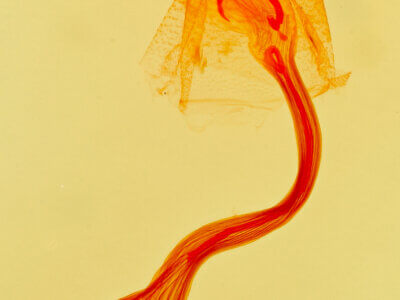 genitalia view of adult Bleptina inferior