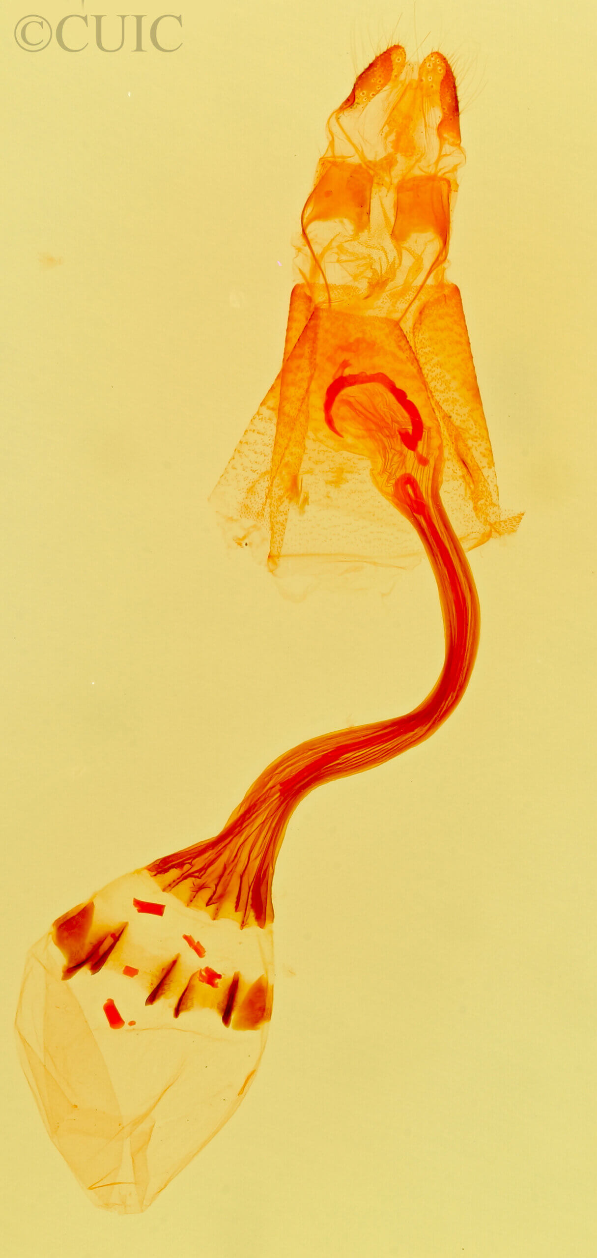 genitalia view of adult Bleptina inferior