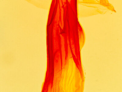 genitalia view of adult Bleptina caradrinalis