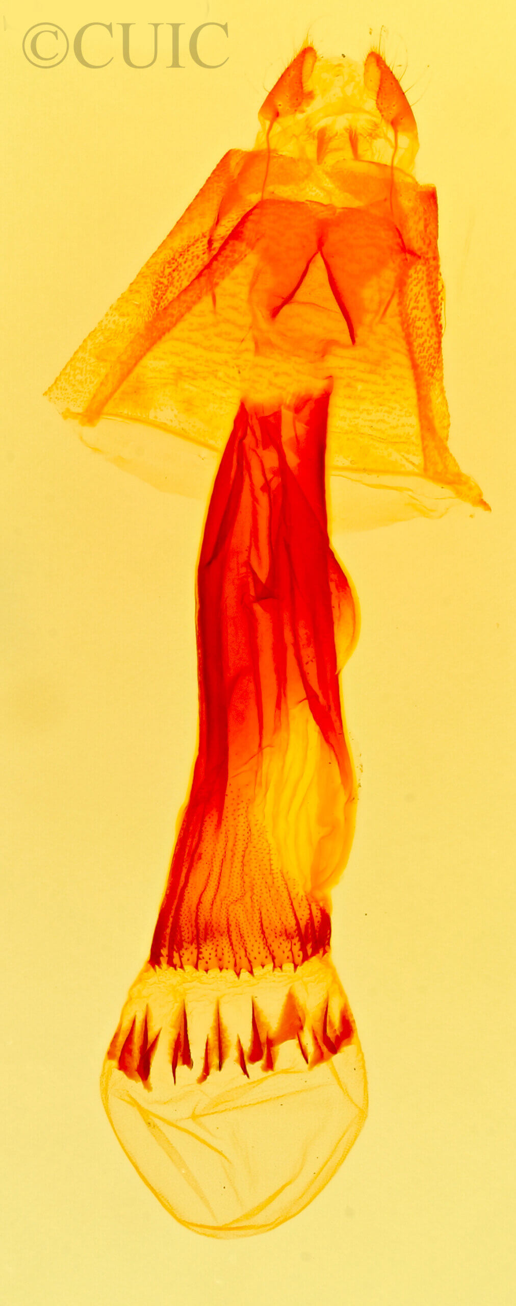 genitalia view of adult Bleptina caradrinalis