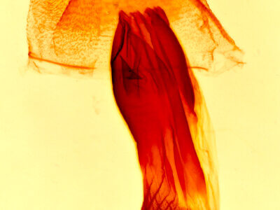 genitalia view of adult Bleptina caradrinalis