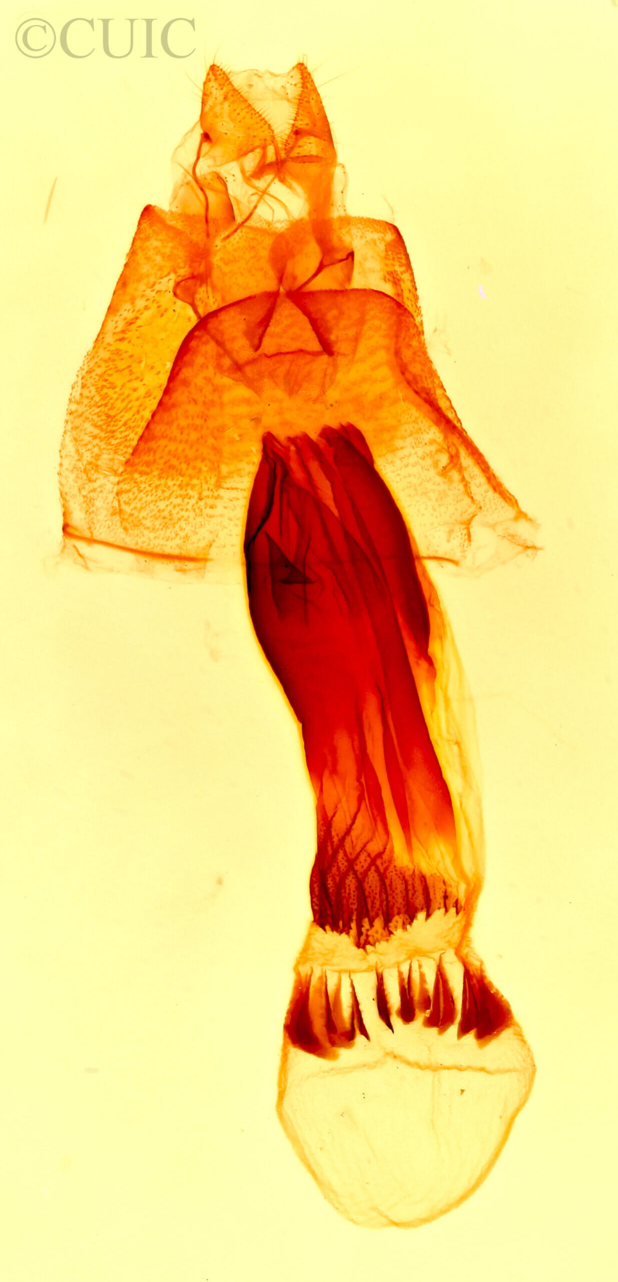 genitalia view of adult Bleptina caradrinalis