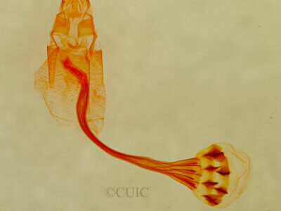 genitalia view of Bleptina inferior