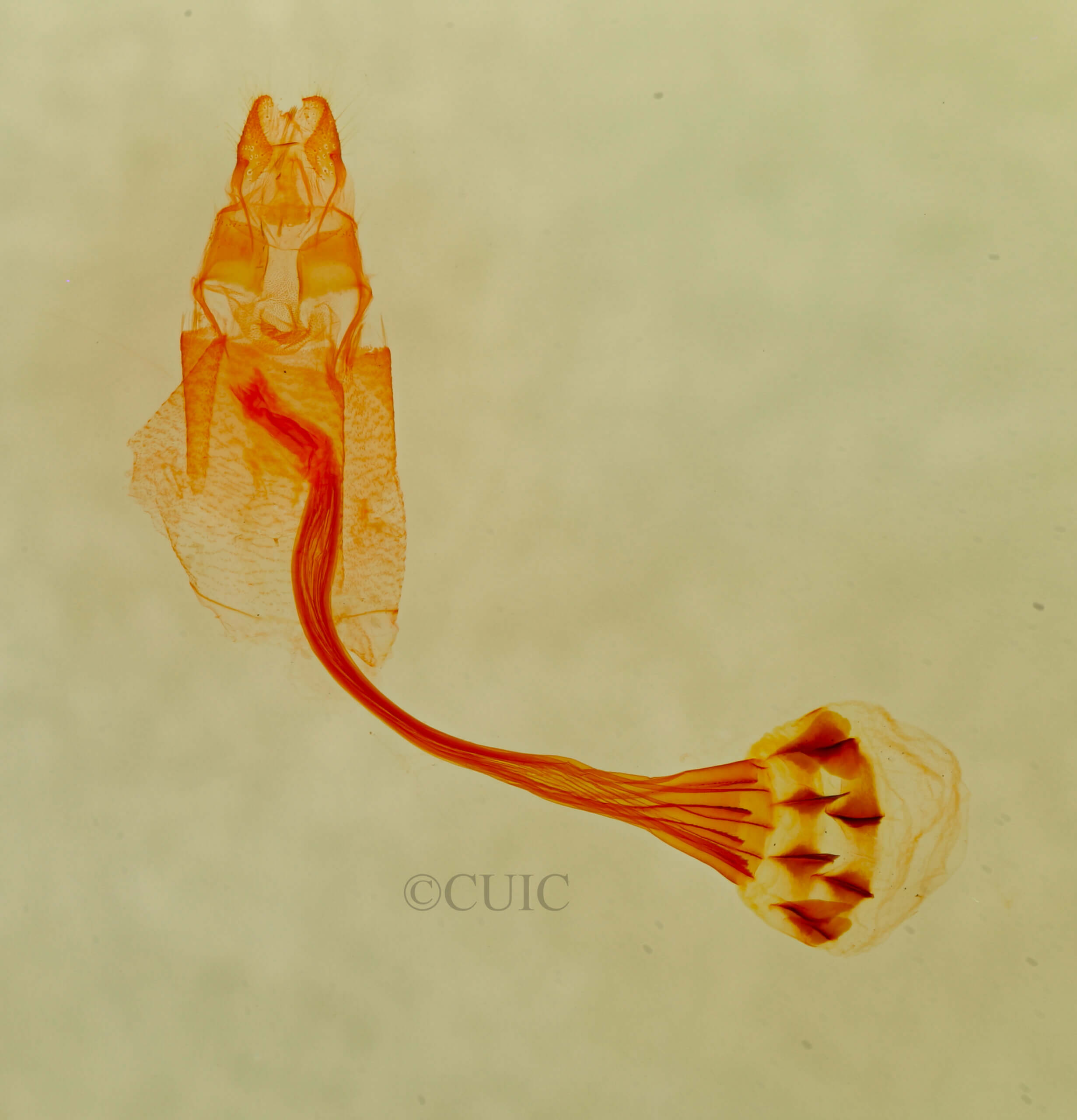 genitalia view of Bleptina inferior