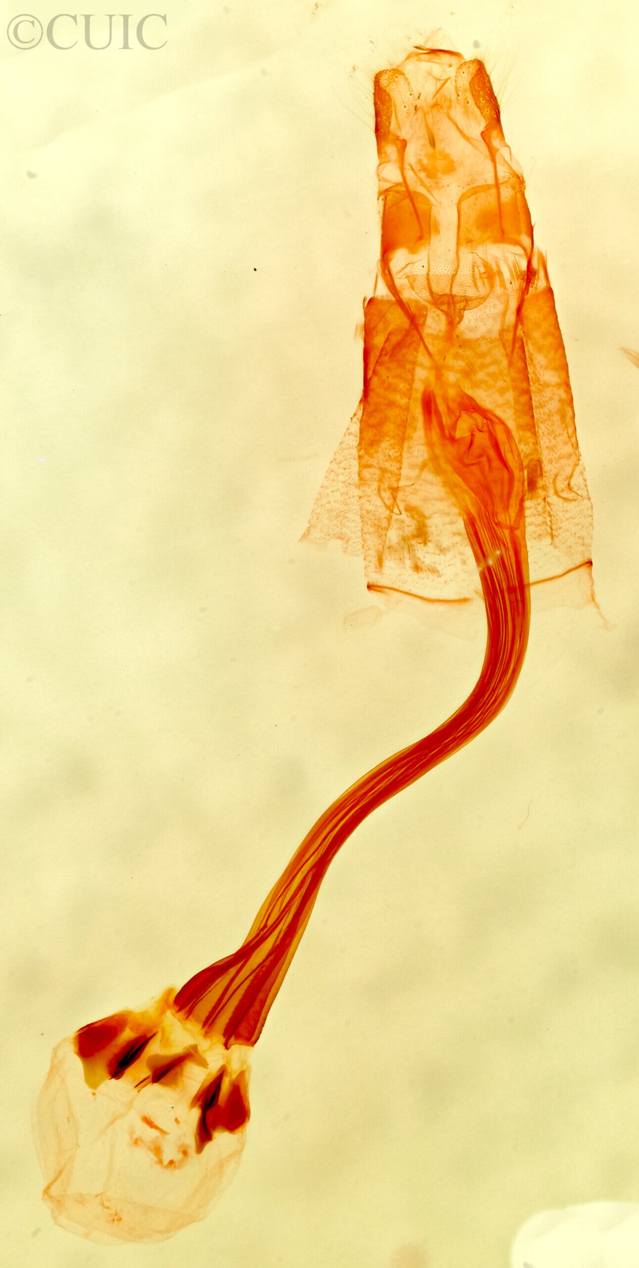 genitalia view of adult Bleptina inferior