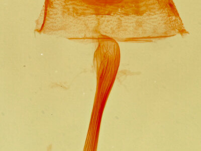 genitalia view of adult Bleptina hydrillalis