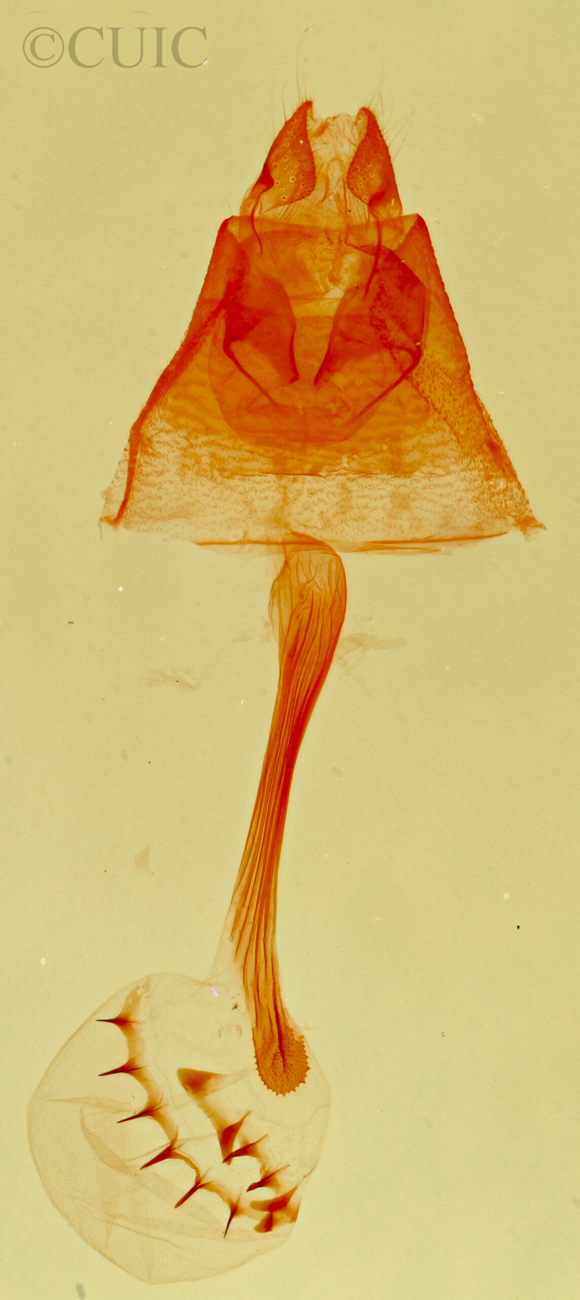 genitalia view of adult Bleptina hydrillalis
