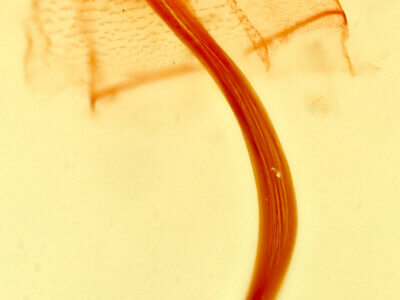 genitalia view of adult Bleptina flaviguttalis 