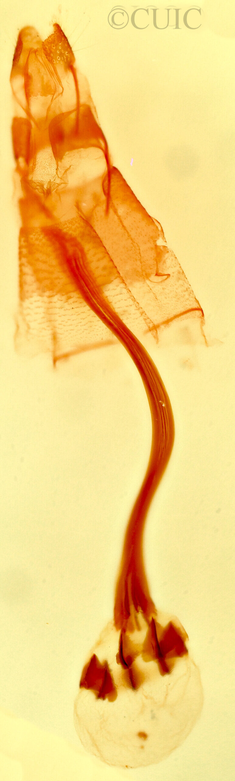 genitalia view of adult Bleptina flaviguttalis 