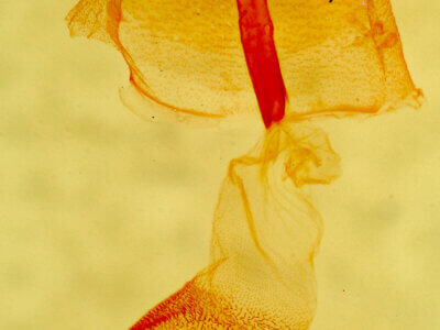 genitalia view of adult Renia discoloralis (small sp)