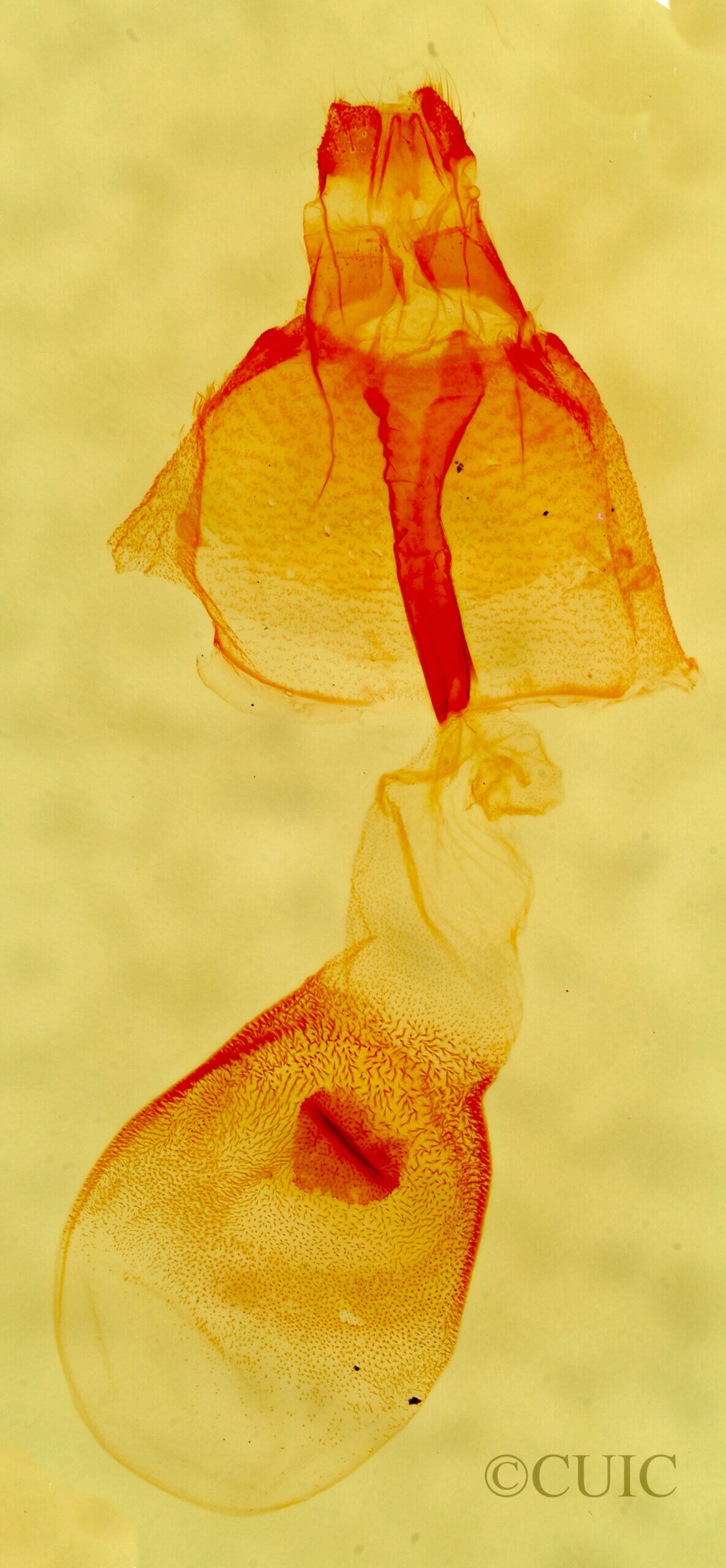 genitalia view of adult Renia discoloralis (small sp)