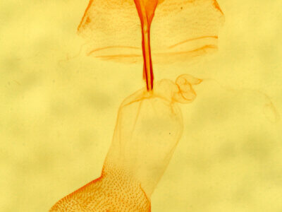 genitalia view of adult Renia factiosalis