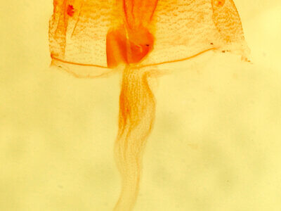 genitalia view of adult Phalaenophana  pyramusalis 