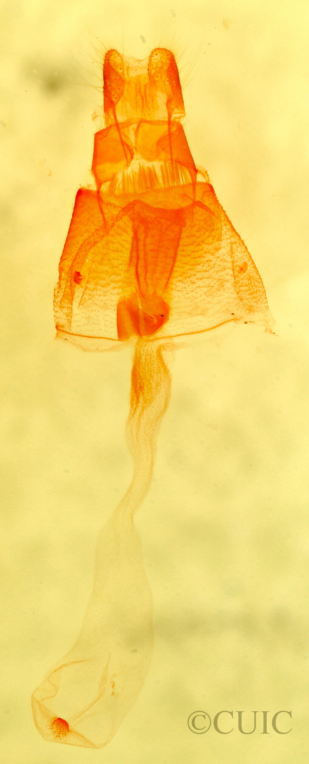 genitalia view of adult Phalaenophana  pyramusalis 