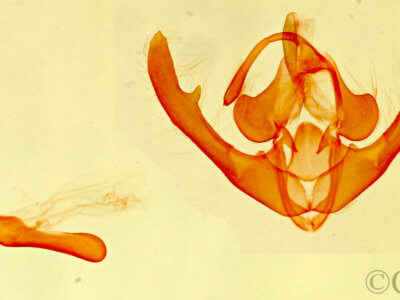 genitalia view of adult Deltote bellicula