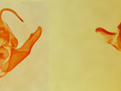 genitalia view of adult Protodeltote muscosula