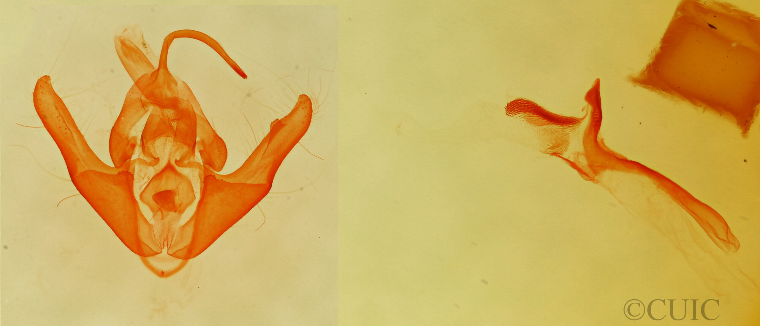 genitalia view of adult Protodeltote muscosula