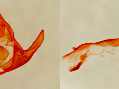 genitalia view of adult Protodeltote albidula