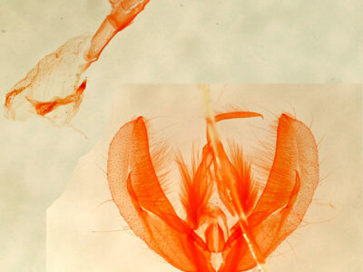 genitalia view of adult Pseudeustrotia  carneola 