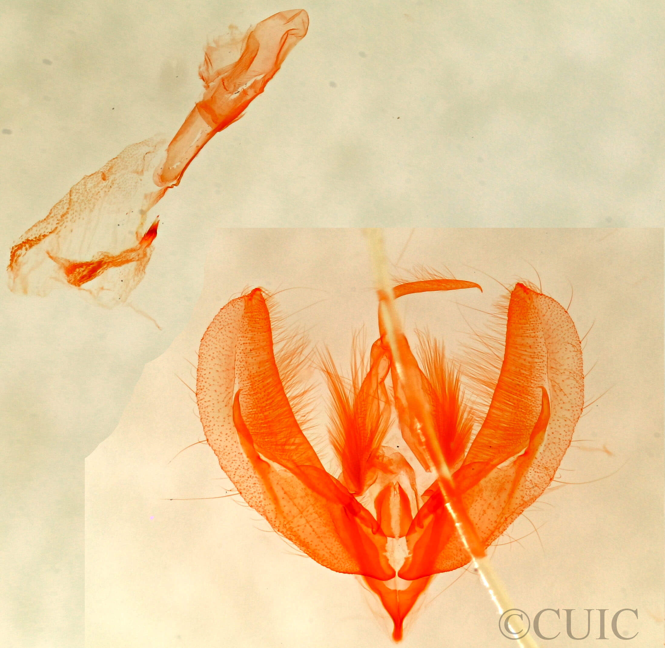 genitalia view of adult Pseudeustrotia  carneola 
