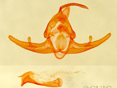 genitalia view of adult Capis  curvata
