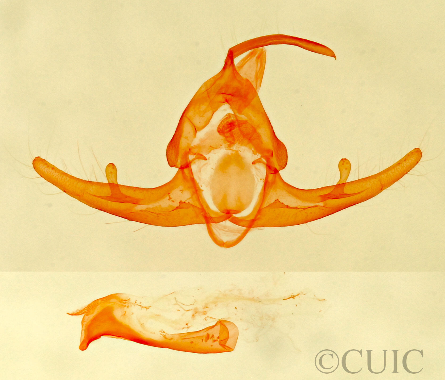 genitalia view of adult Capis  curvata