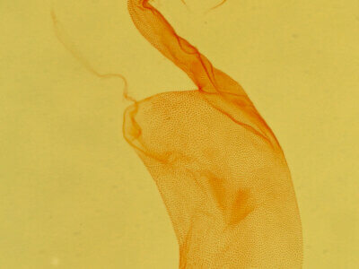 genitalia view of adult Capis  curvata