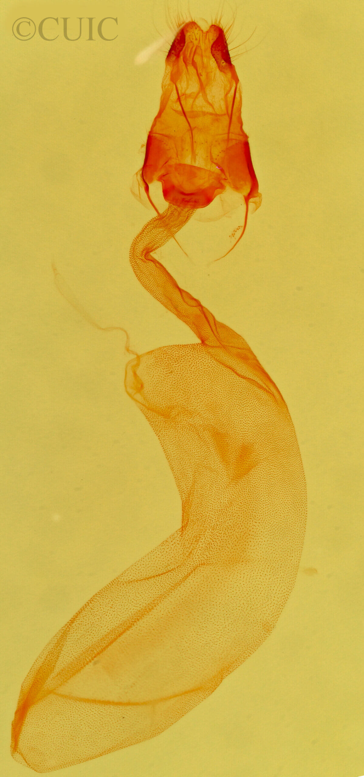 genitalia view of adult Capis  curvata