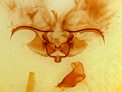 genitalia view of adult Eriopyga cristifera