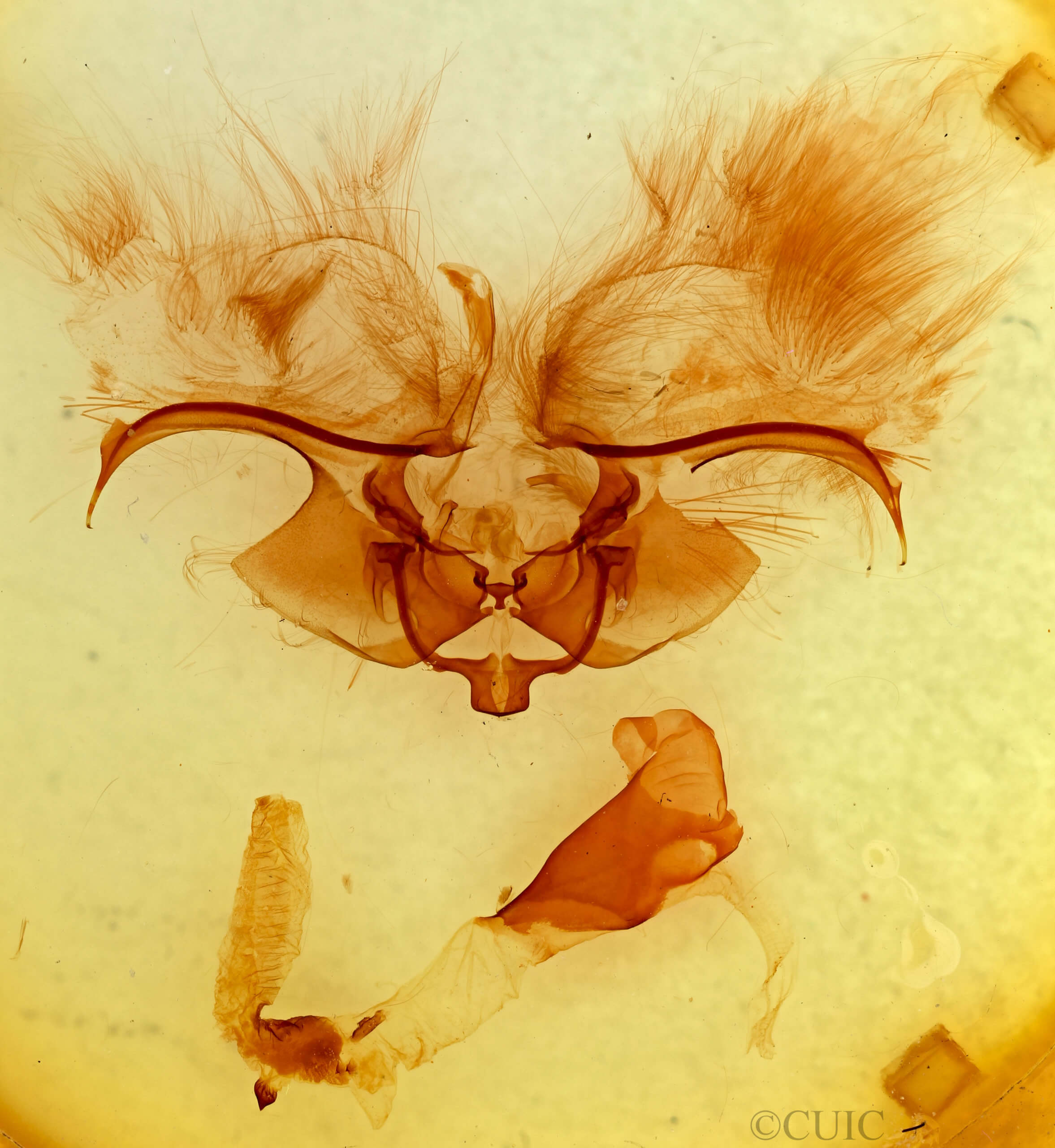 genitalia view of adult Eriopyga cristifera