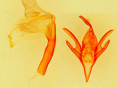 genitalia view of adult Rejectaria  albisinuata 