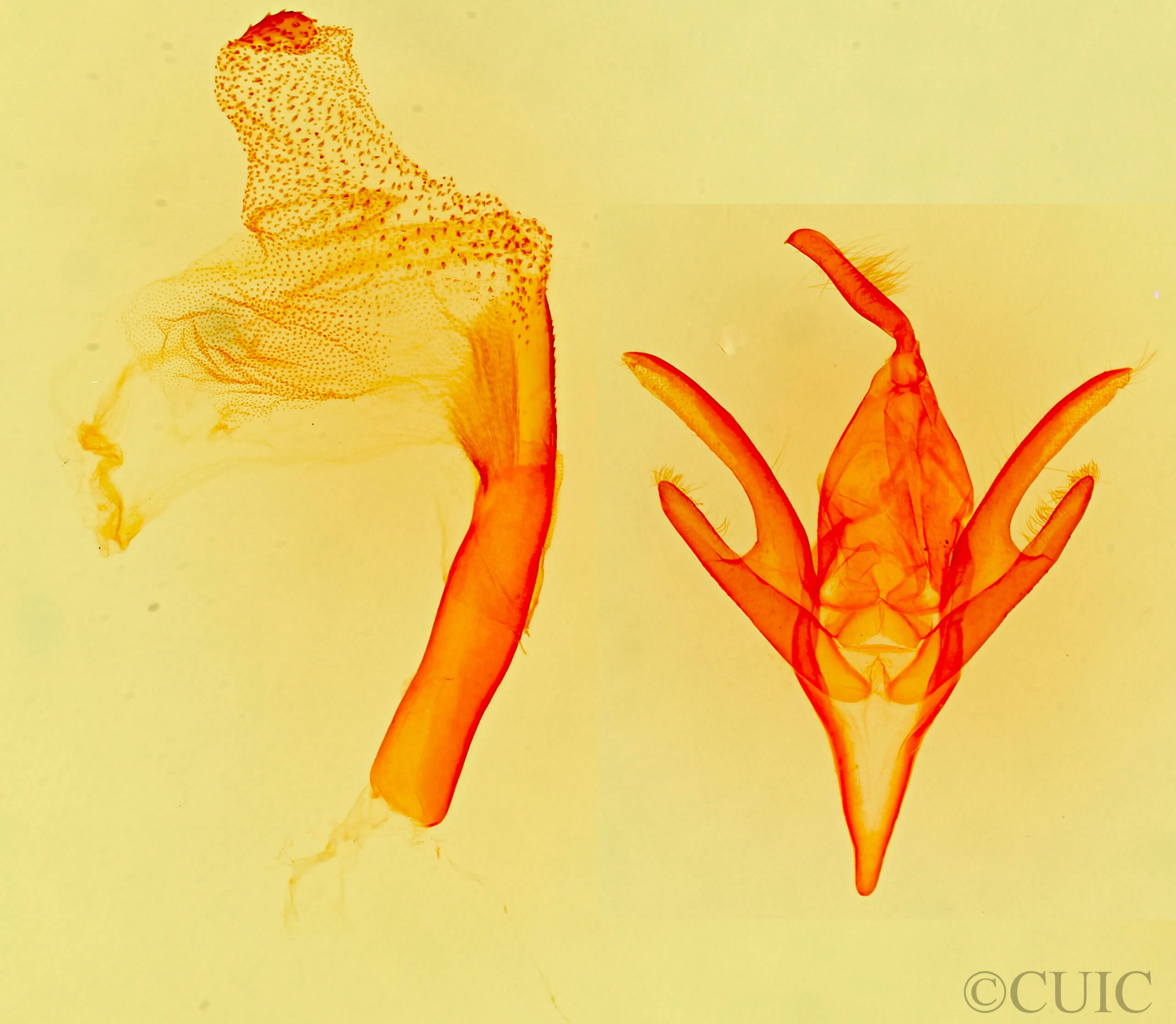 genitalia view of adult Rejectaria  albisinuata 