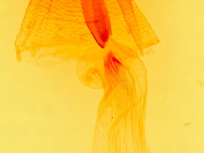 genitalia view of adult Rejectaria  albisinuata 