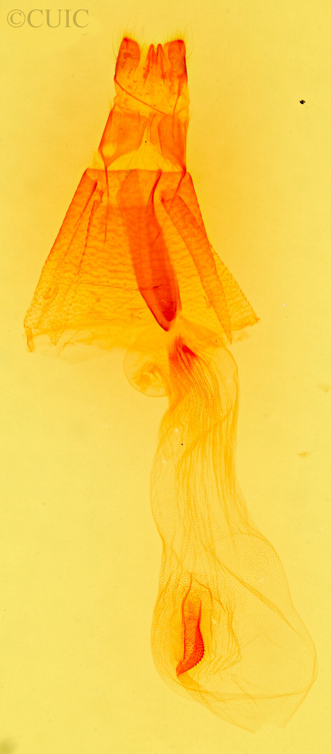 genitalia view of adult Rejectaria  albisinuata 