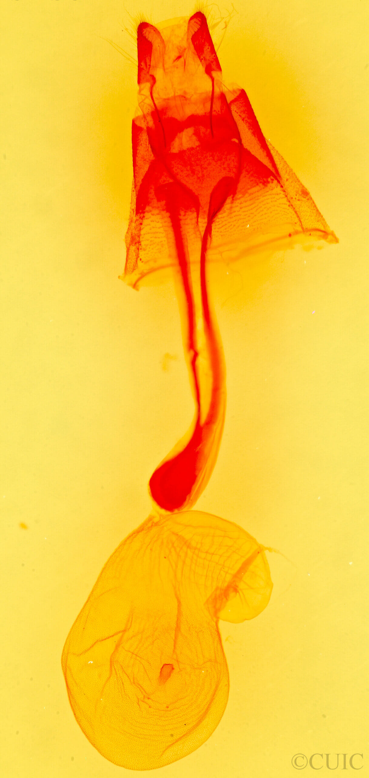 genitalia view of adult Idia (=Epizeuxis) intensalis
