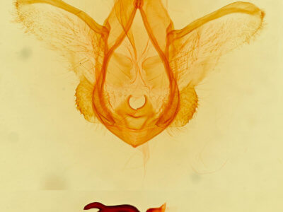 genitalia view of adult Idia occidentalis