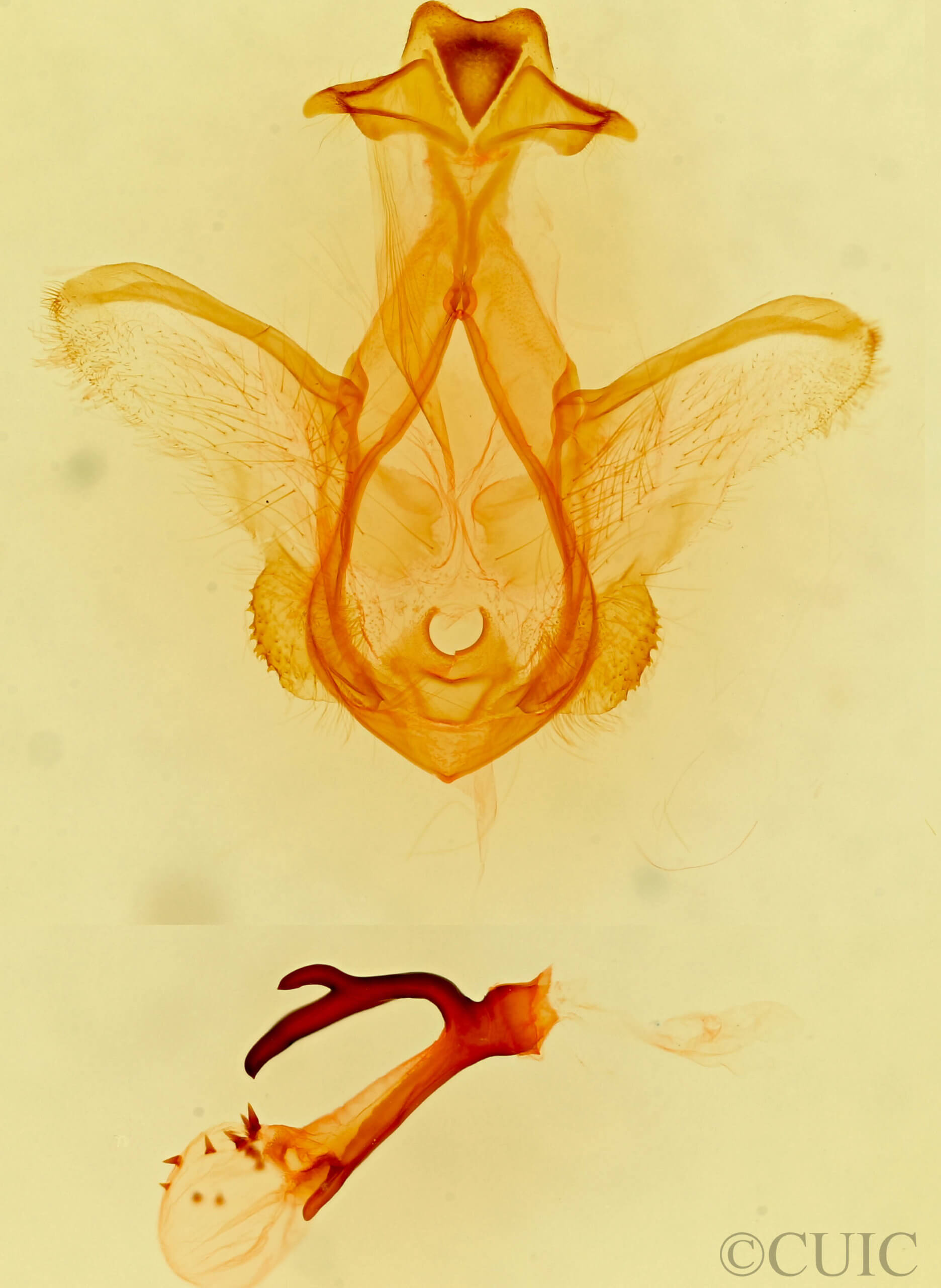 genitalia view of adult Idia occidentalis