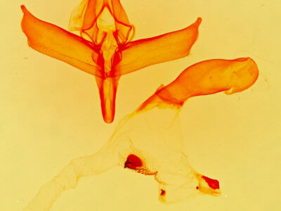 genitalia view of adult Hypenula  caminalis